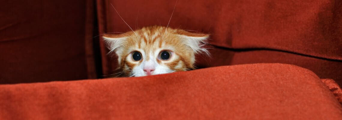 [paste advice page name here]